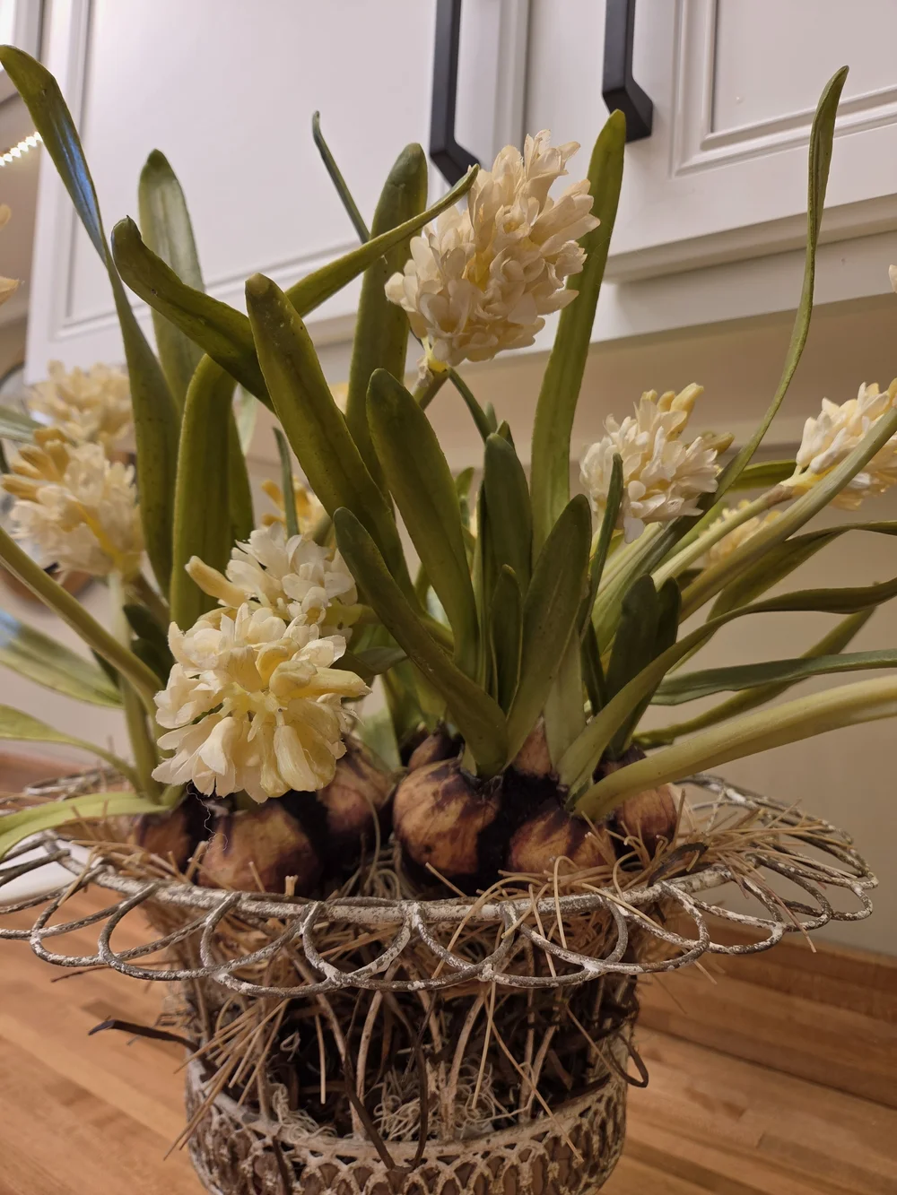 Cream Hyacinth Bulb Arrangement in Decorative Metal Pedestal